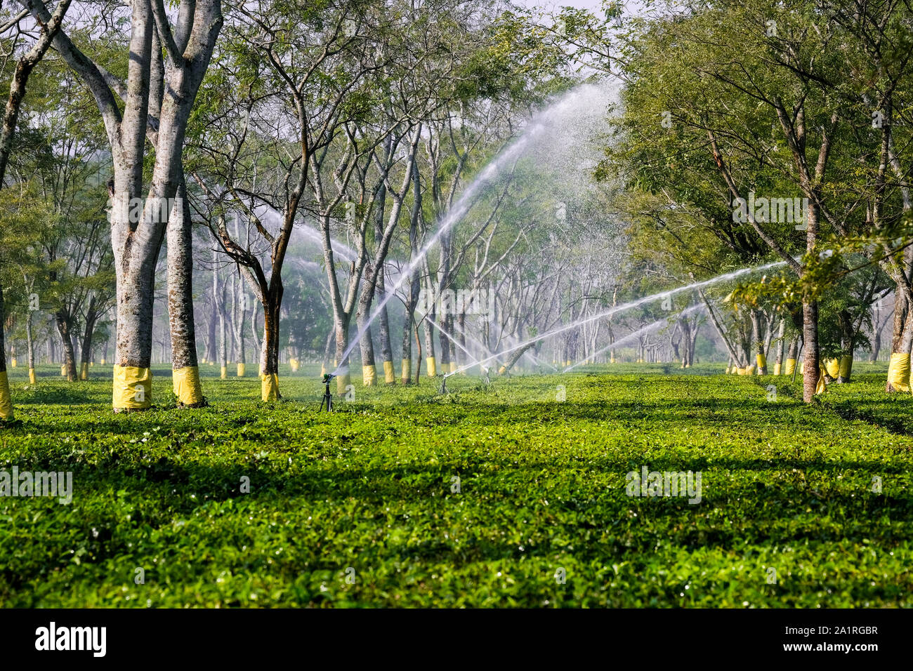 Water supply for tea plant Paneery Tea Estate in Paneri, State of Assam