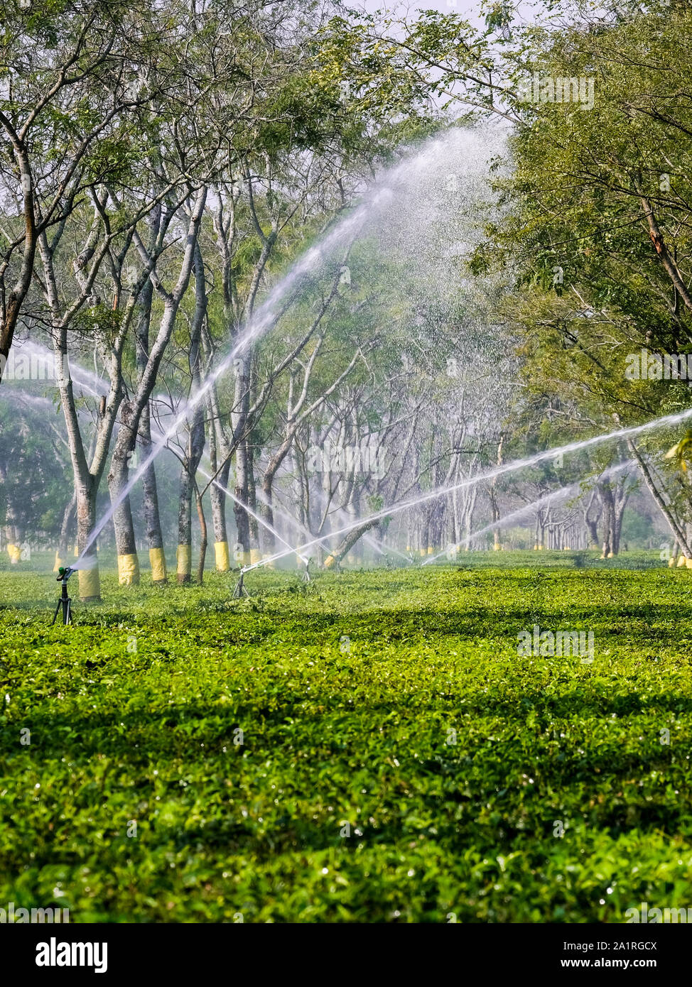 Water supply for tea plant Paneery Tea Estate in Paneri, State of Assam
