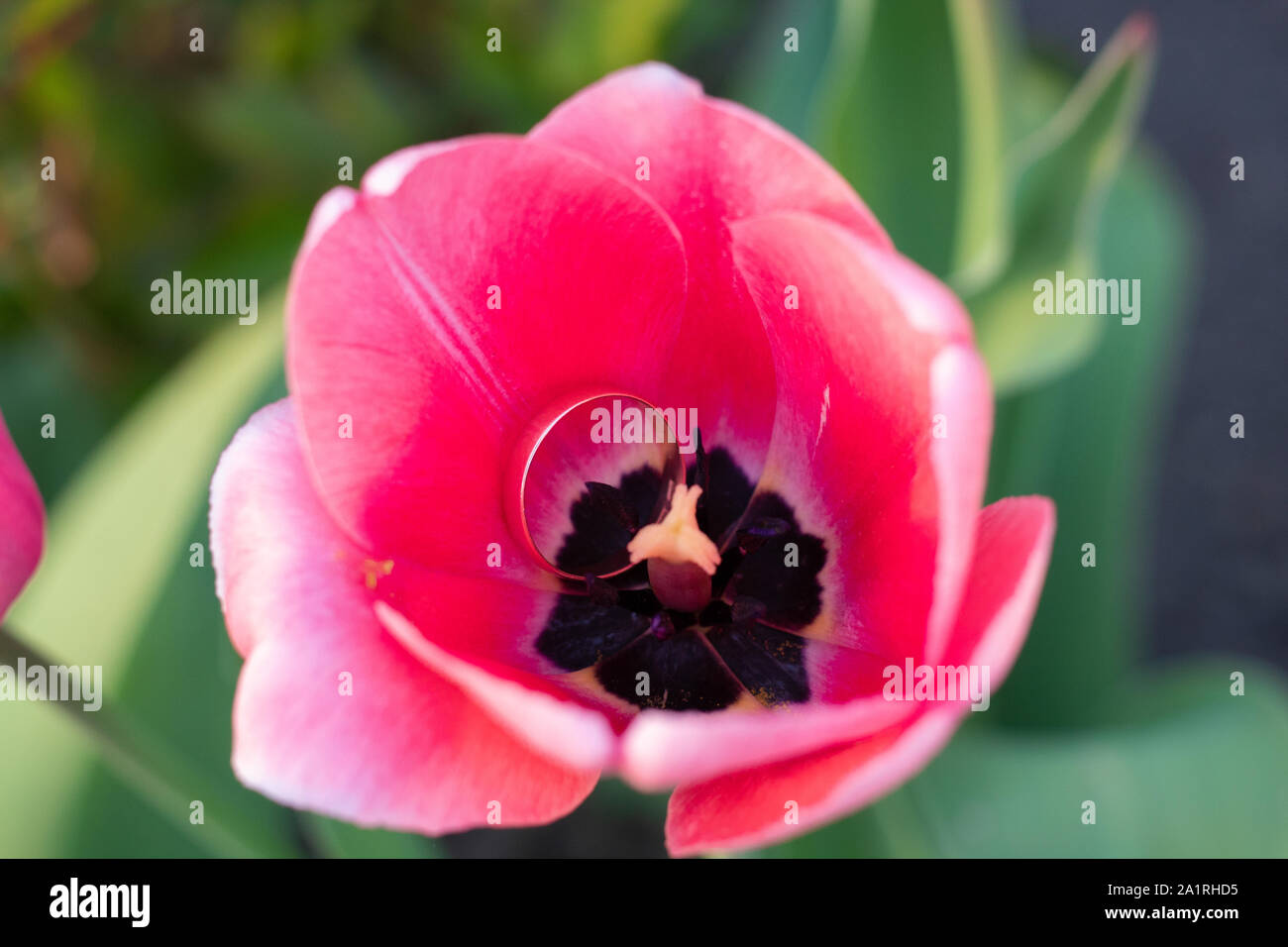 In a red tulip lies an engagement ring. Stock Photo