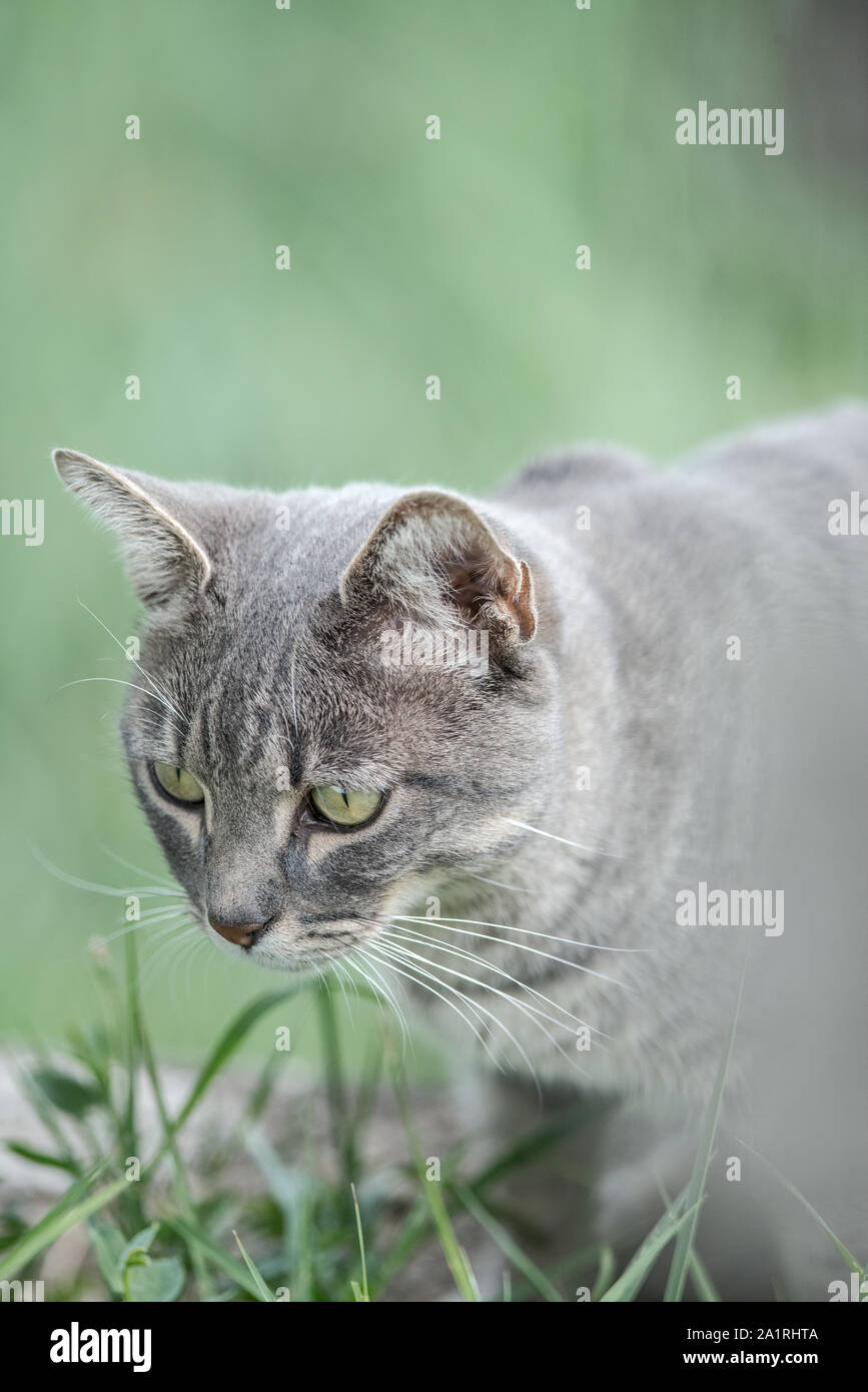 Grey cat with green eyes Stock Photo