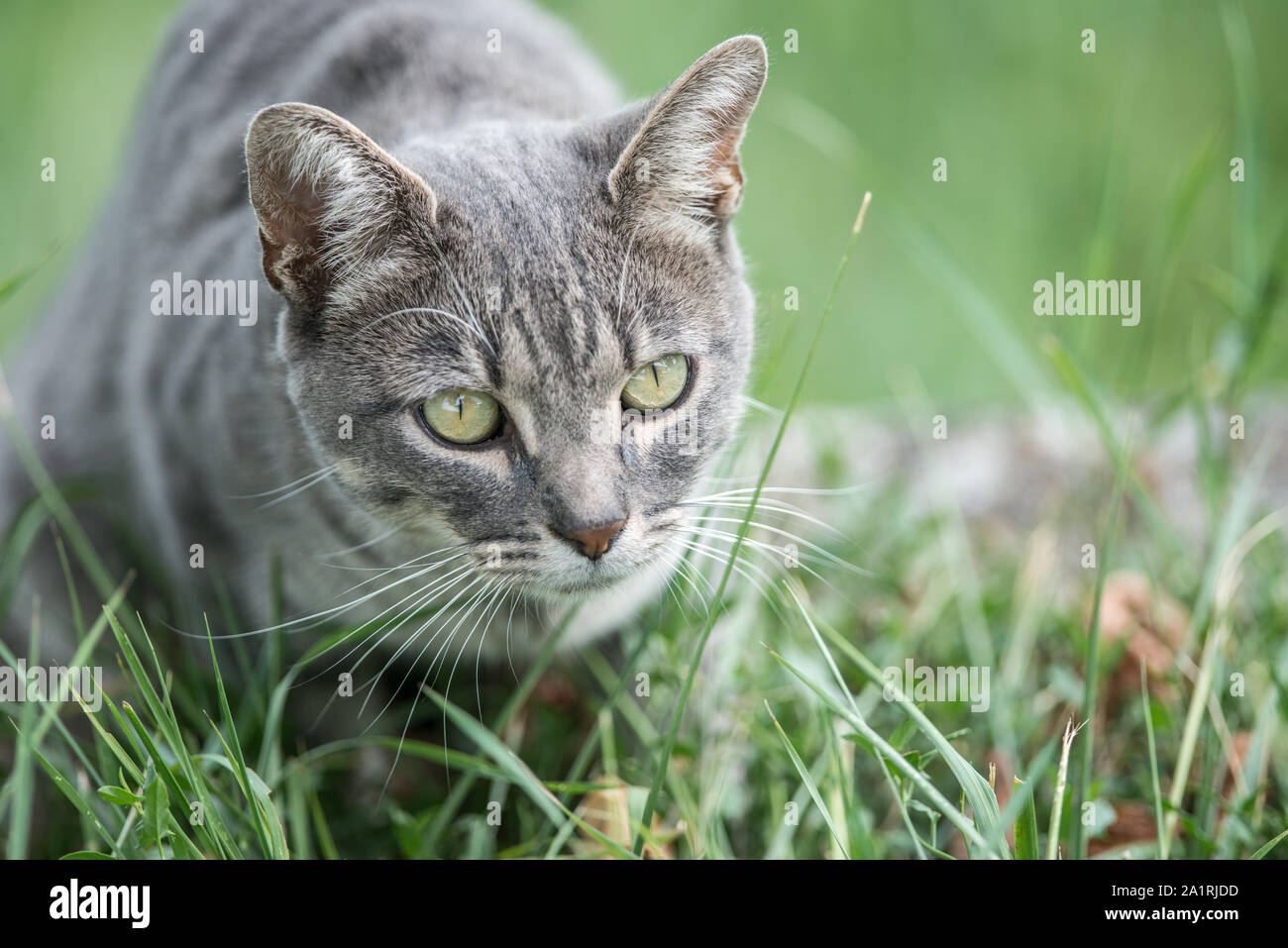 Grey cat with green eyes Stock Photo