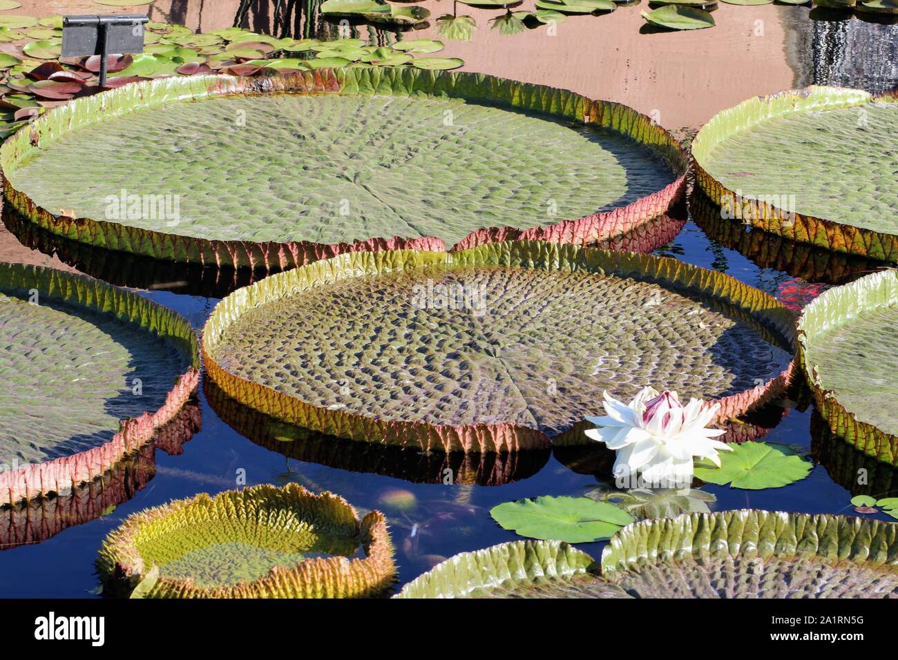 Giant round lily pads at the International Water Lily Garden in San Angelo, Texas,USA Stock Photo