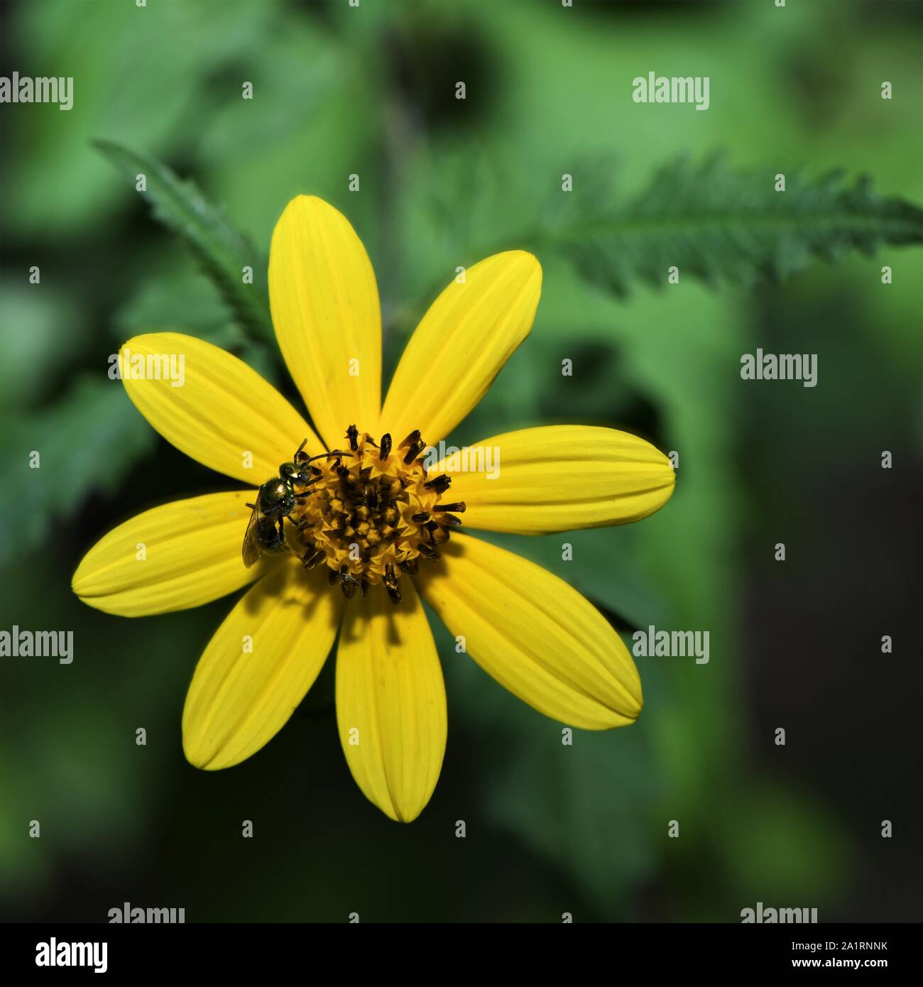 The pretty Western Tickseed is a wildflower in the sunflower family. Stock Photo