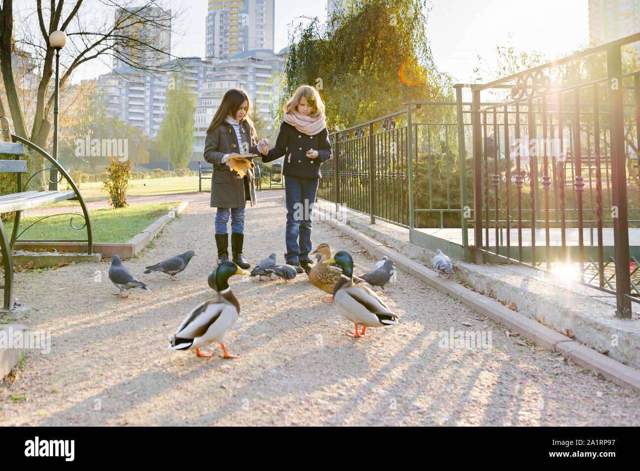 Two little girls feed birds ducks and pigeons in sunny autumn park