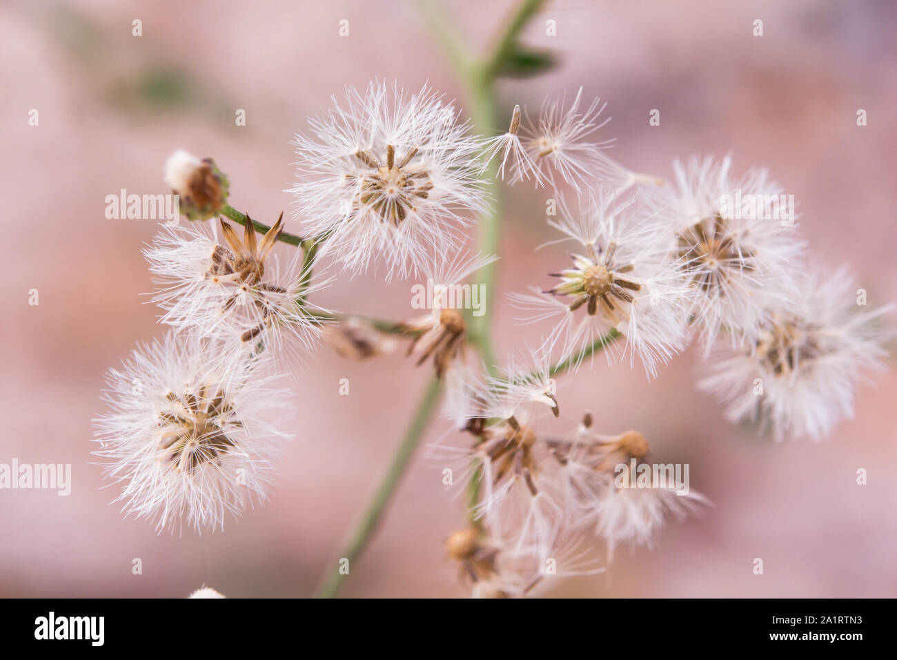 Close up white little ironweed, vernonia cinerea flower Stock Photo