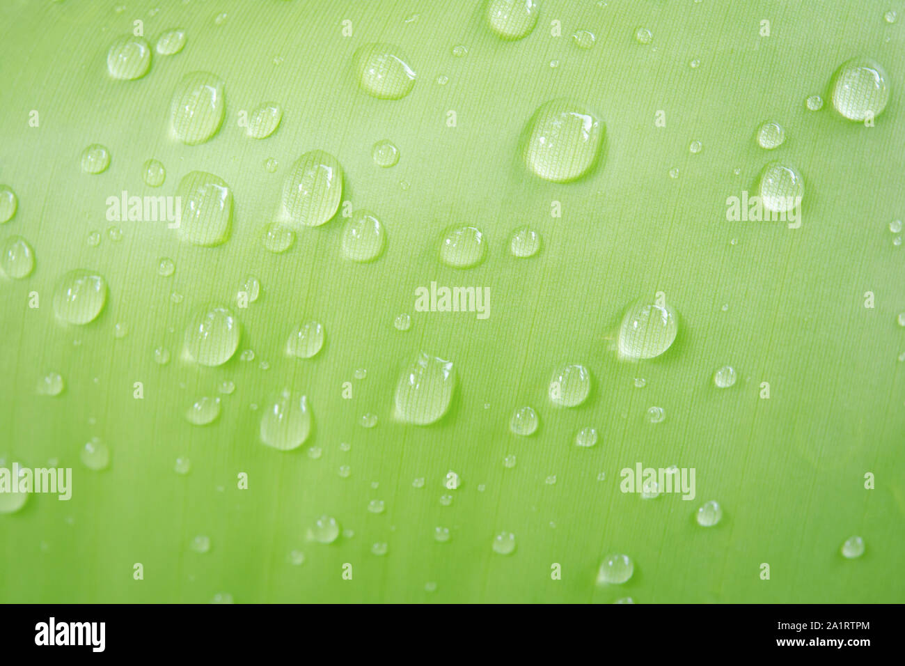 Water drops on banana leaf backgroung Stock Photo