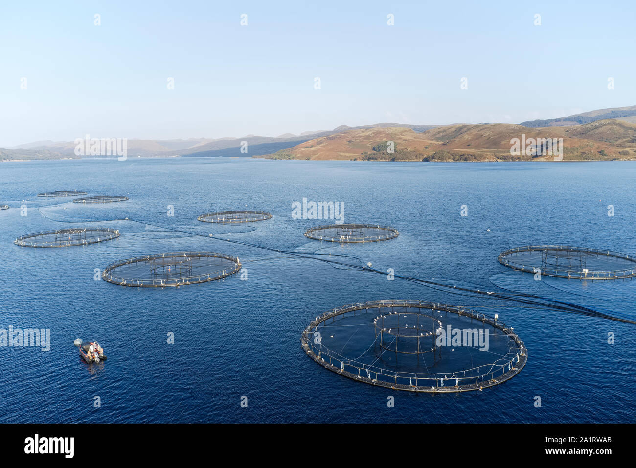 Fish farm salmon sea nets farming at sea loch Argyll Scotland UK Stock