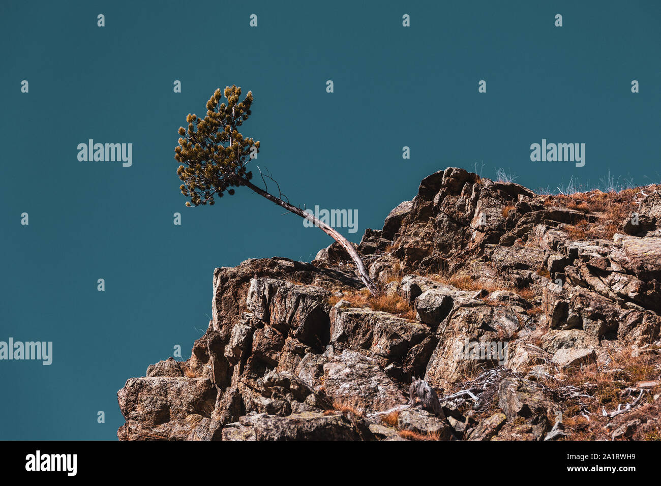 Teil tree hires stock photography and images Alamy