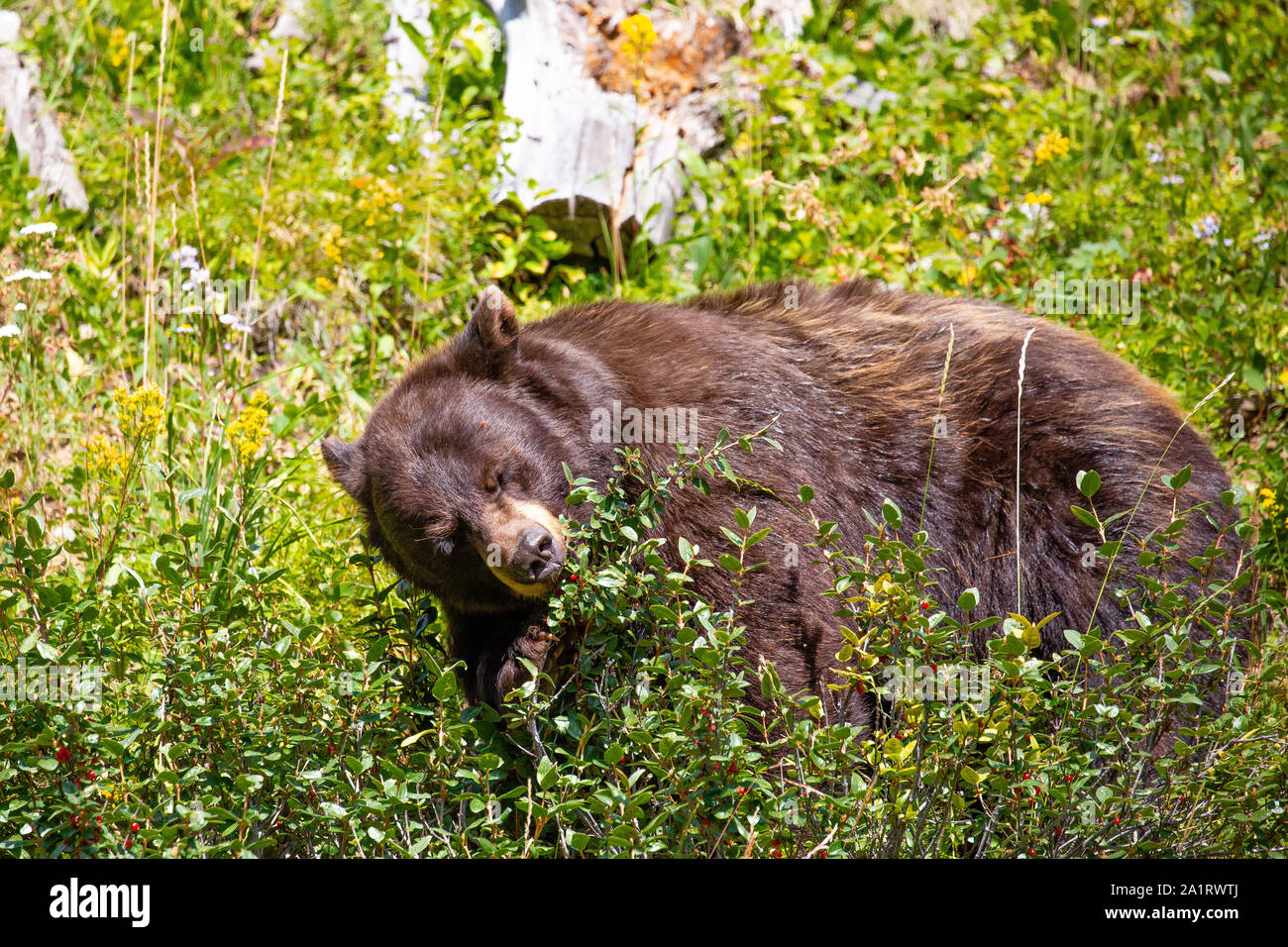 Bear eating berries hires stock photography and images Alamy