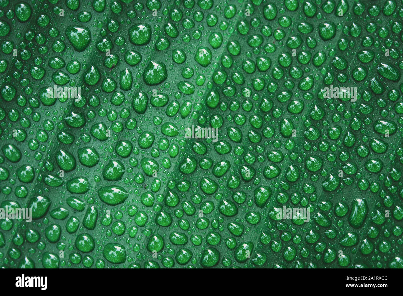 Water drops on banana leaf background Stock Photo
