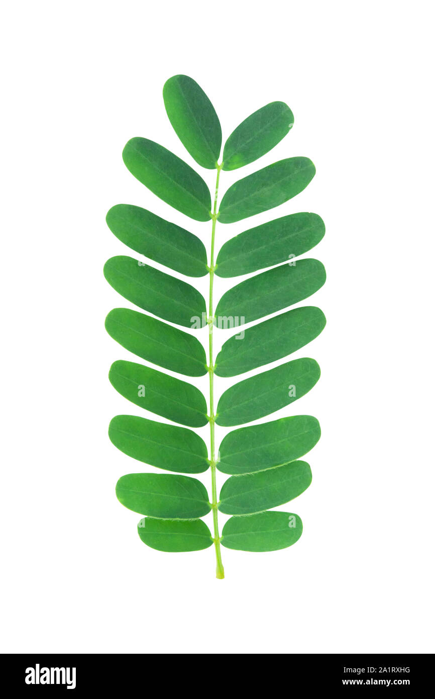 Tamarind Leaf High Resolution Stock Photography And Images Alamy Tamarind Leaf High Resolution Stock Photography And Images Alamy