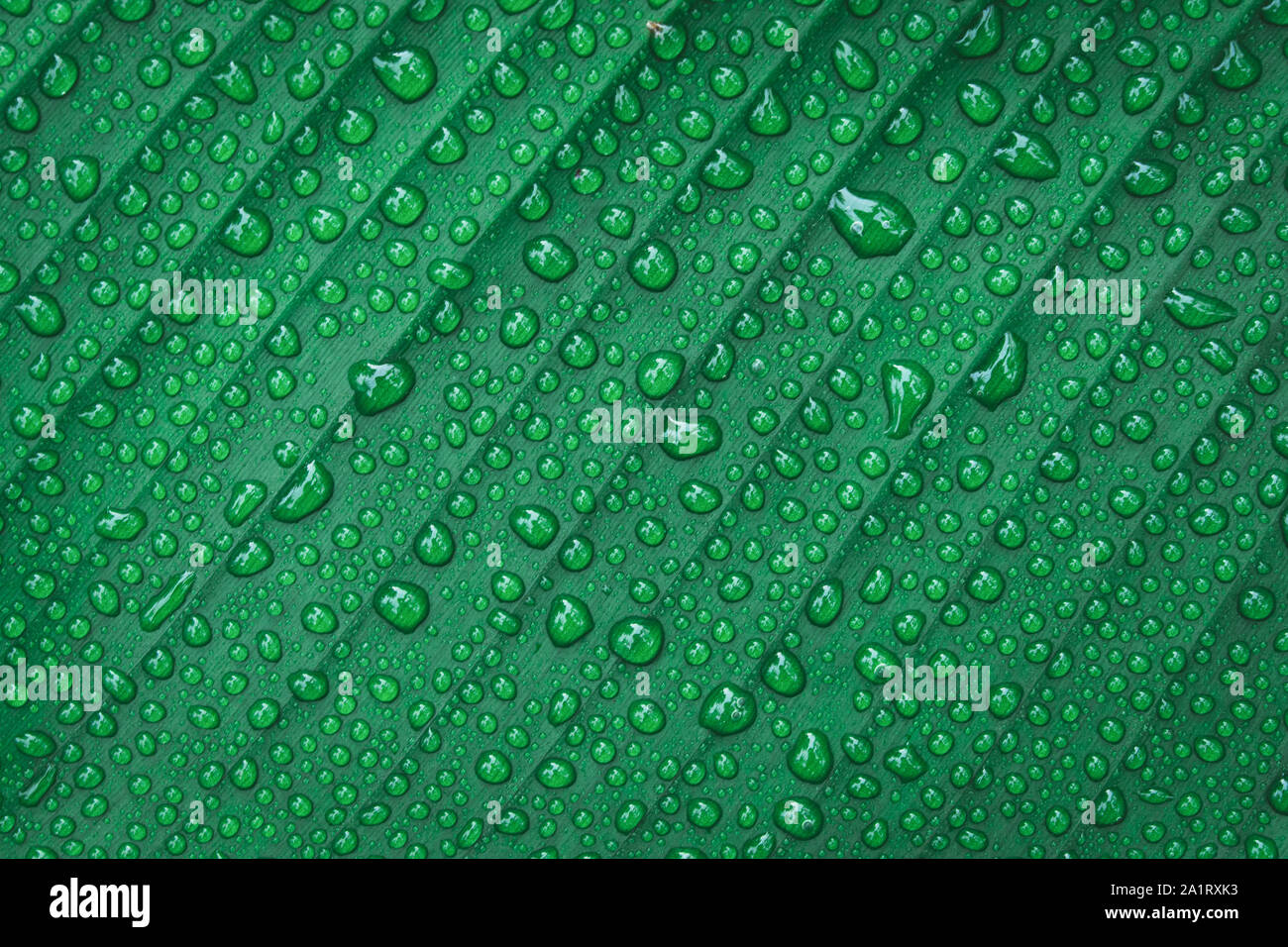 Water drops on banana leaf background Stock Photo