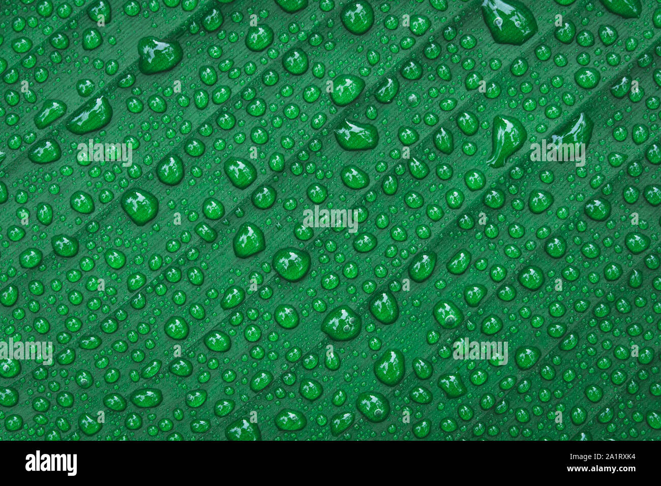Water drops on banana leaf background Stock Photo