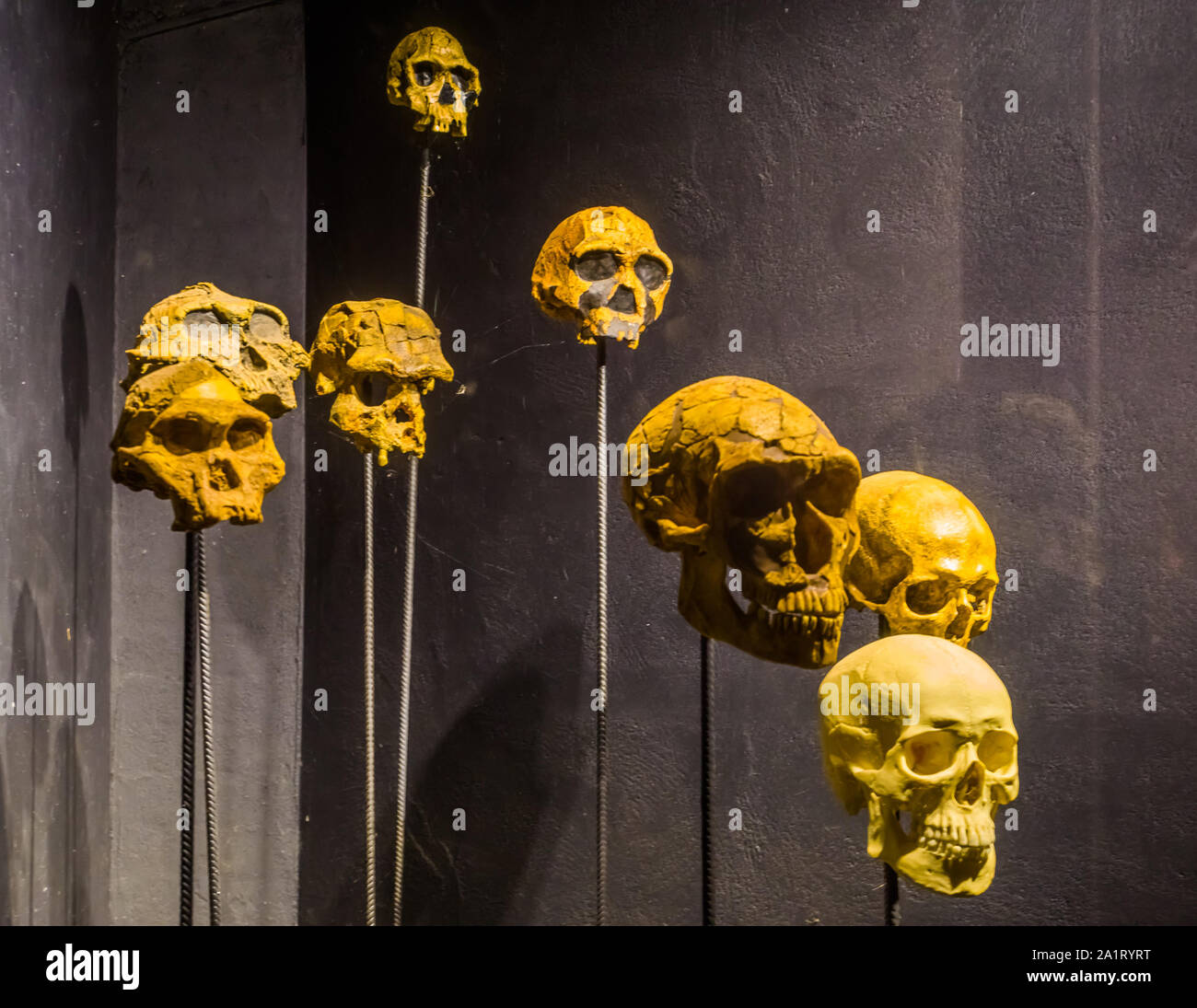 primate and human skulls on stakes, creepy halloween background Stock Photo