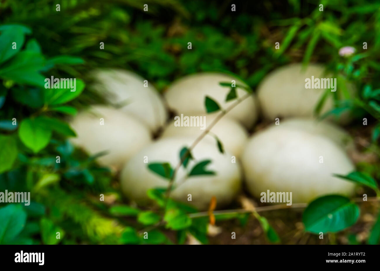 blurred easter and nature background, big white elephant bird eggs laying in the forest Stock Photo