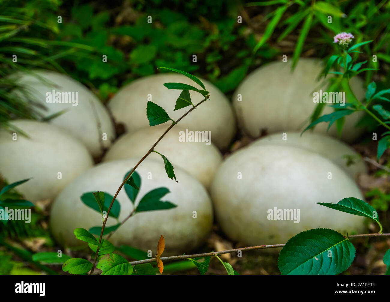 big white elephant bird eggs laying in the forest, easter and nature background Stock Photo