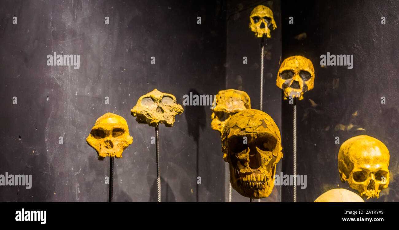 skulls on stakes, scary halloween background, primate and human craniums Stock Photo