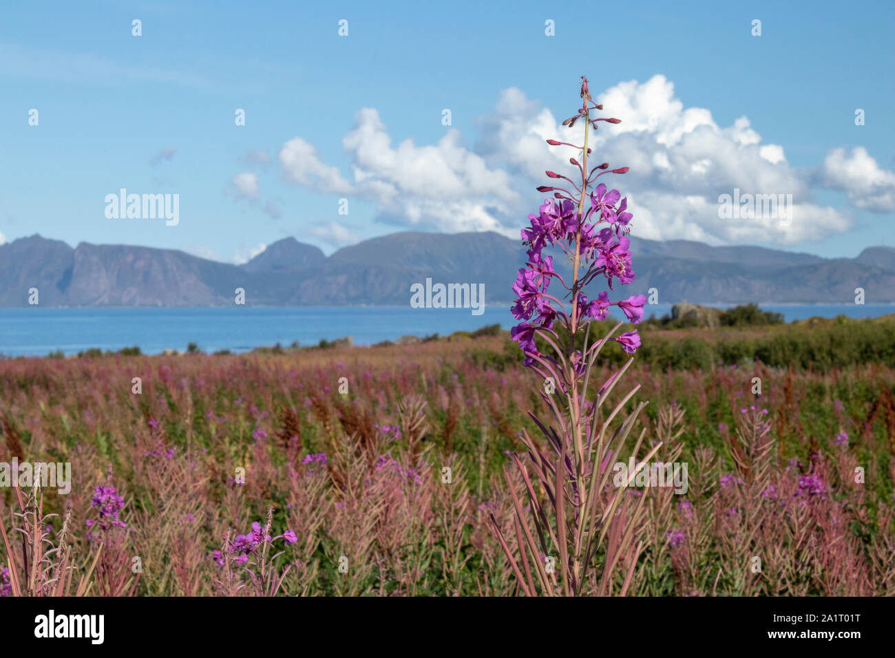 Lofoten Vesteralen Islands High Resolution Stock Photography And Images Alamy