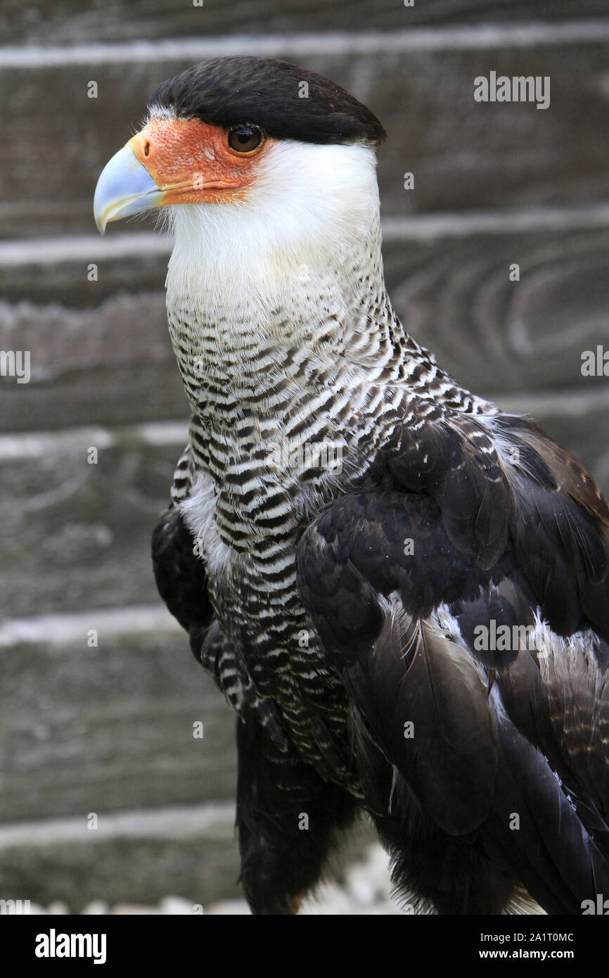 Caracara du Nord. Provins. Seine-et-Marne. France. Stock Photo