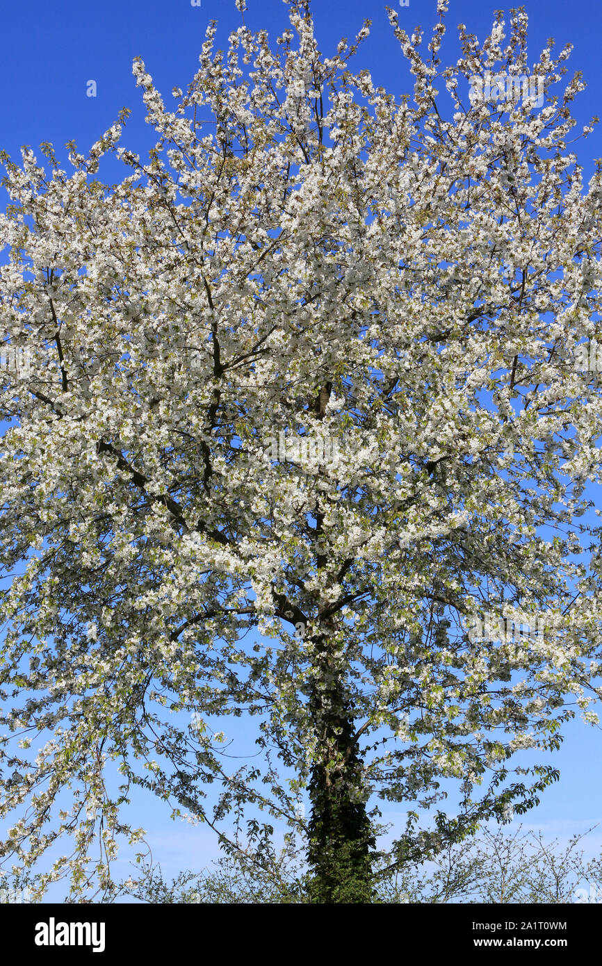 Arbre en fleurs au printemps. Crécy-la-Chapelle. Seine-et-Marne. France. Stock Photo