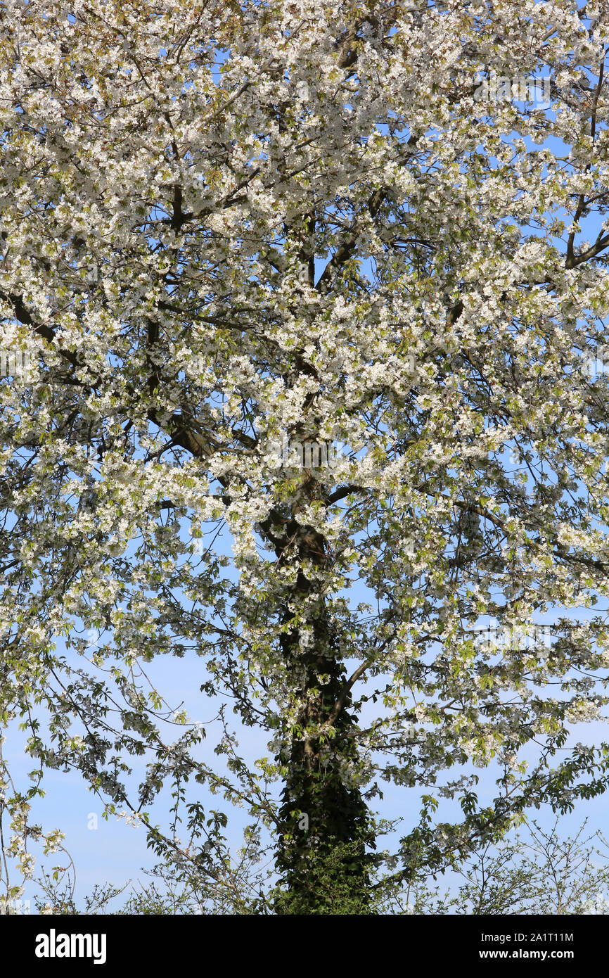 Arbre en fleurs au printemps. Crécy-la-Chapelle. Seine-et-Marne. France. Stock Photo