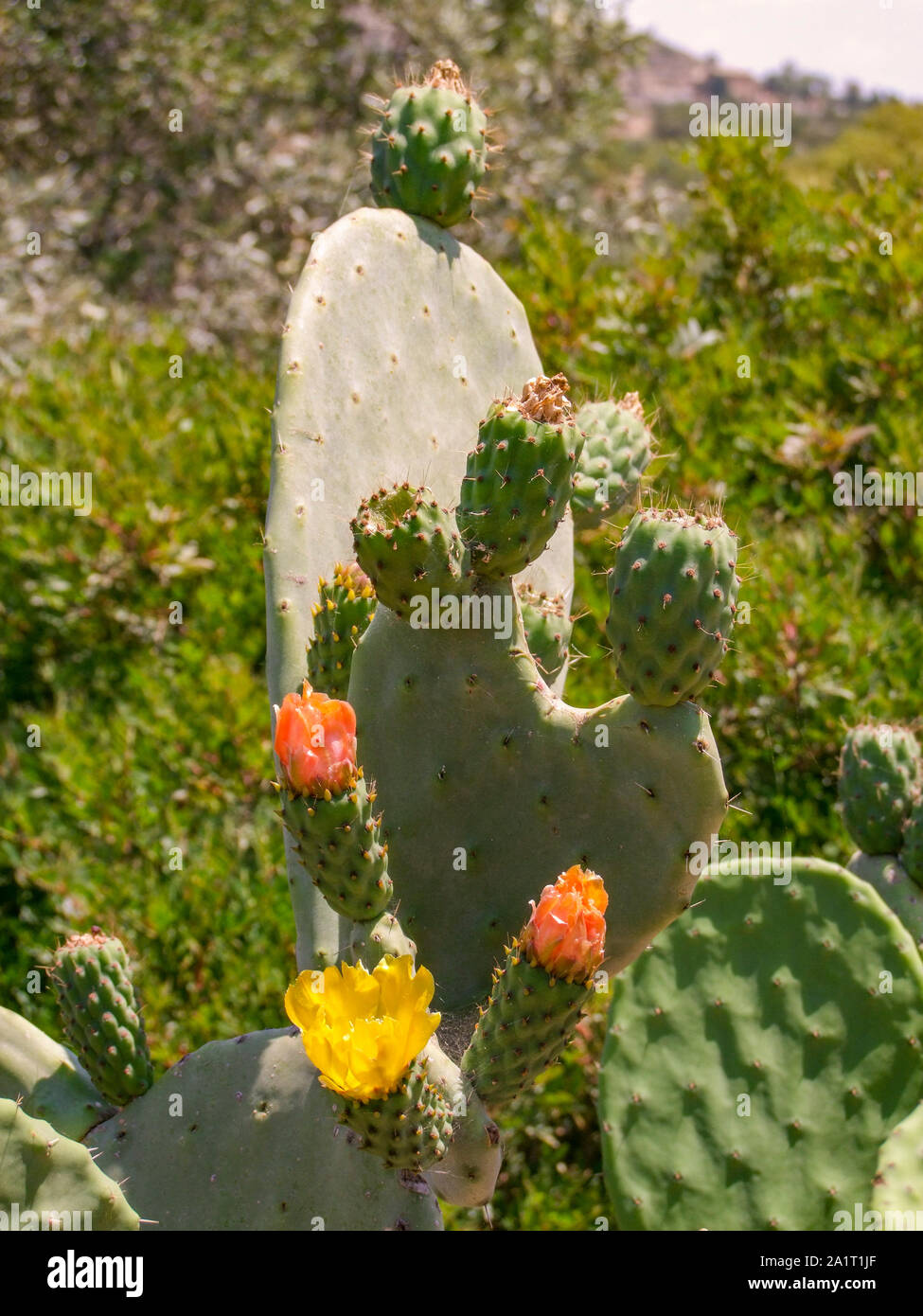 sunny illuminated flowering Opuntia cactus seen in Sicily,Italy Stock Photo