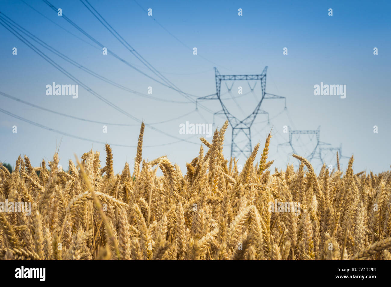 Pylons of Electricity power grid in wheat field Stock Photo