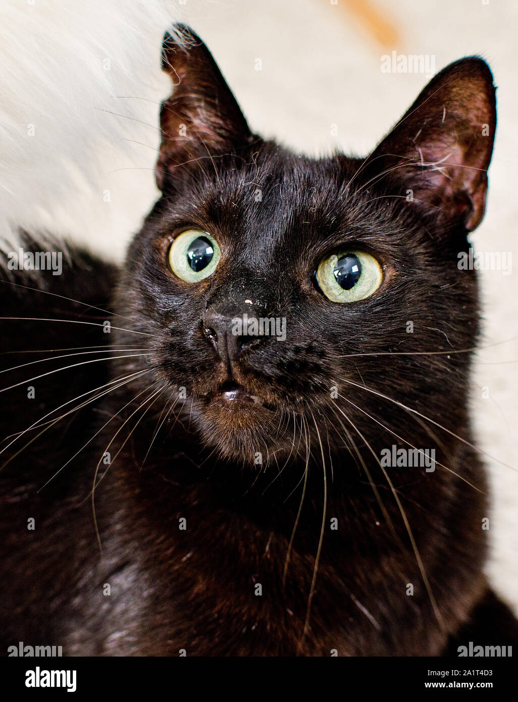 Portrait of black tom cat on light background Stock Photo