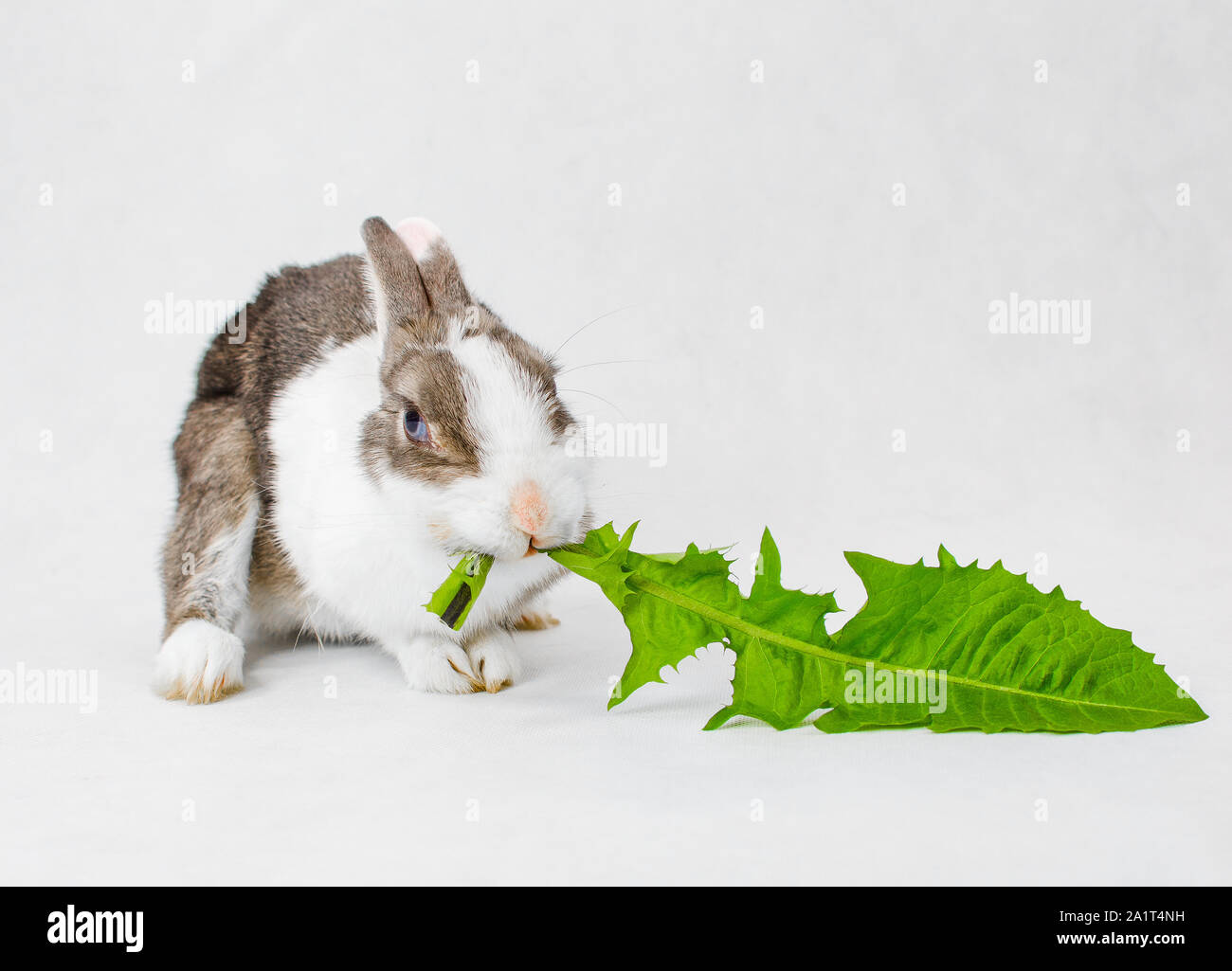 Grey and white dwarf rabbit with blue eyes eating green sappy dandelion