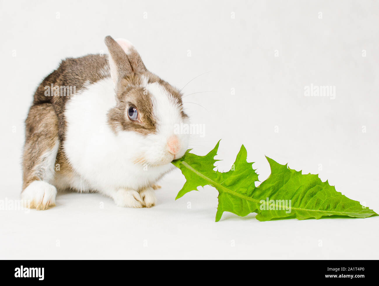 Grey and white dwarf rabbit with blue eyes eating green sappy dandelion leaf on white background Stock Photo