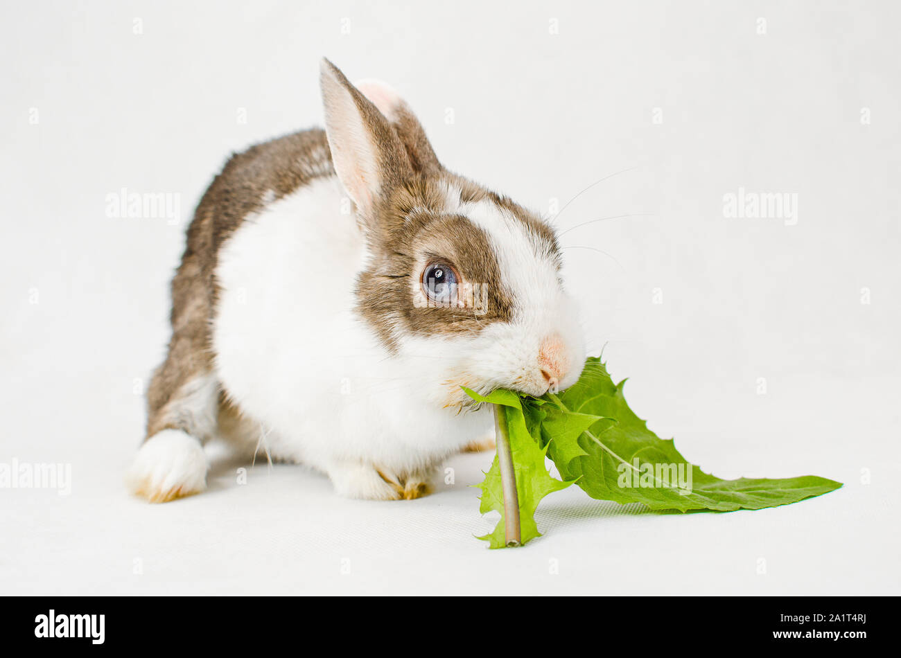 Grey and white dwarf rabbit with blue eyes bite in two green sappy dandelion leaf on white background Stock Photo
