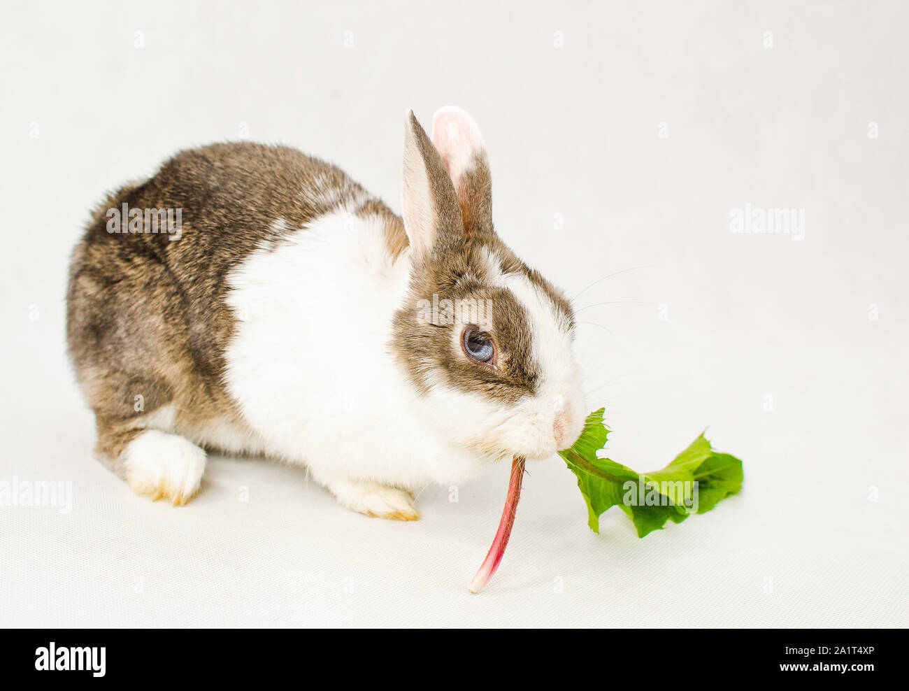 Grey and white dwarf rabbit with blue eyes eating green sappy dandelion