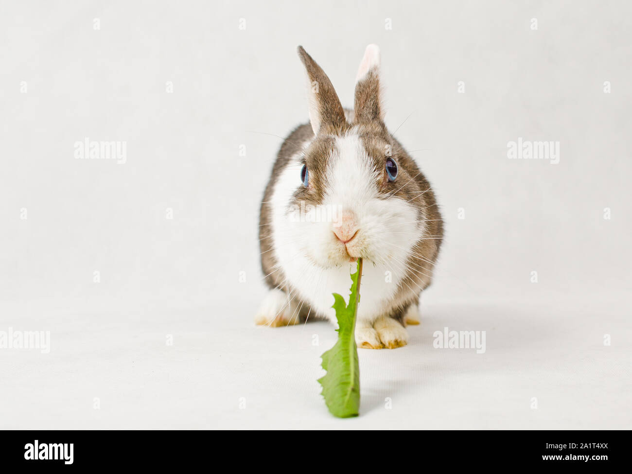 Grey and white dwarf rabbit with blue eyes eating green sappy dandelion leaf on white background Stock Photo
