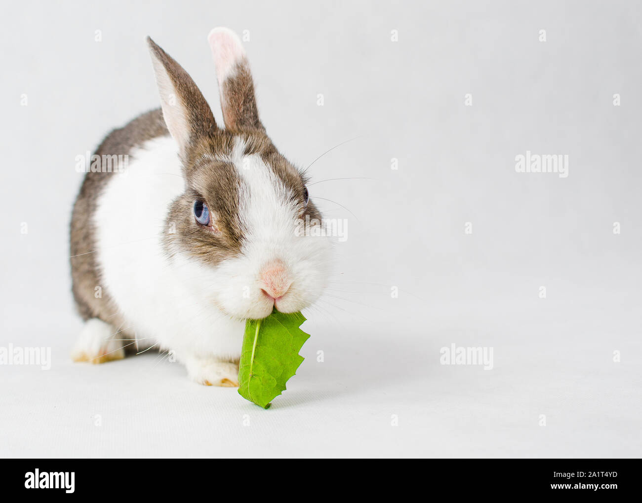 Grey and white dwarf rabbit with blue eyes eating green sappy dandelion