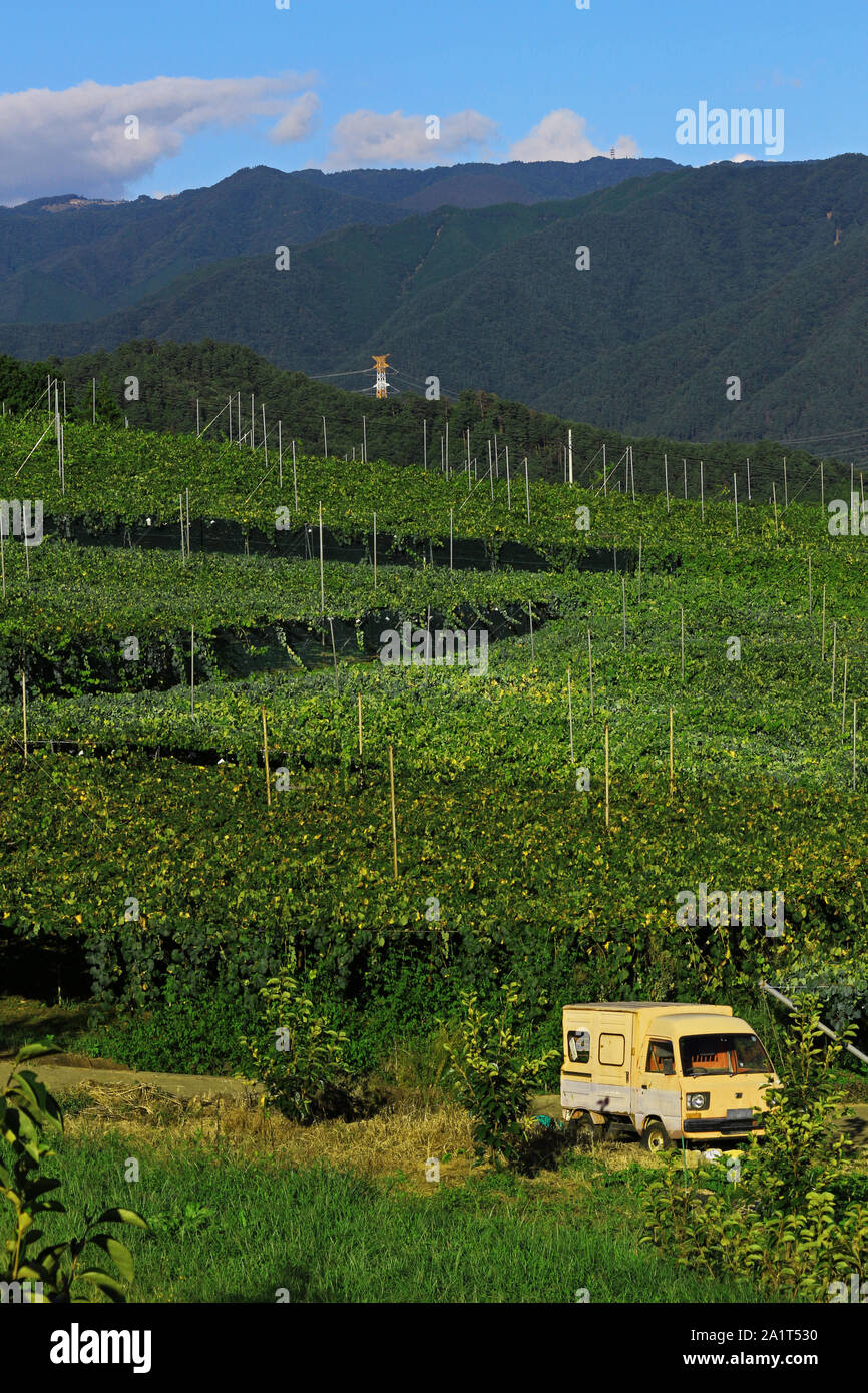 Vineyard landscape at 'Kyoho Hill' in Yamanashi, Japan Stock Photo