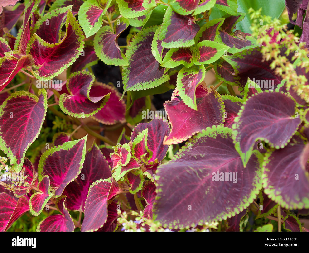 Coleus Forskohlii - 90 caps main image 1
