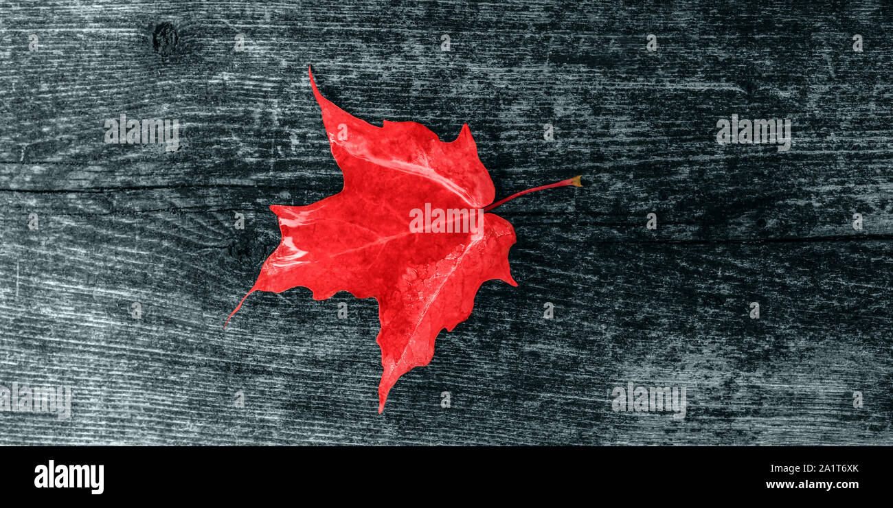 Canada Day maple leaves background. Symbol picture for Canada Day 1st July. Happy Canada Day real maple leaves in shape of Canadian Flag. Branch with Stock Photo
