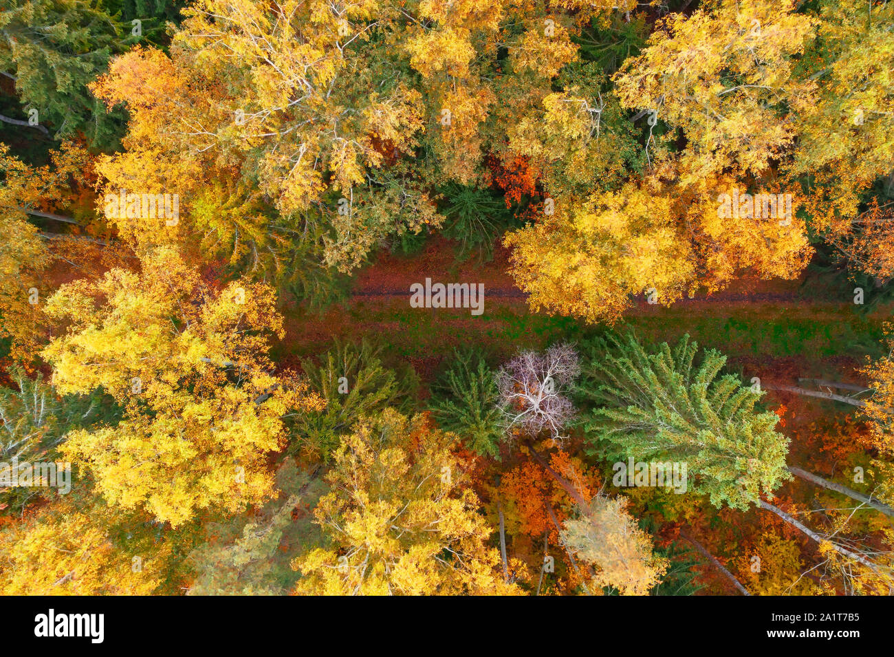 Top aerial view of colourful forest with a hiking trail