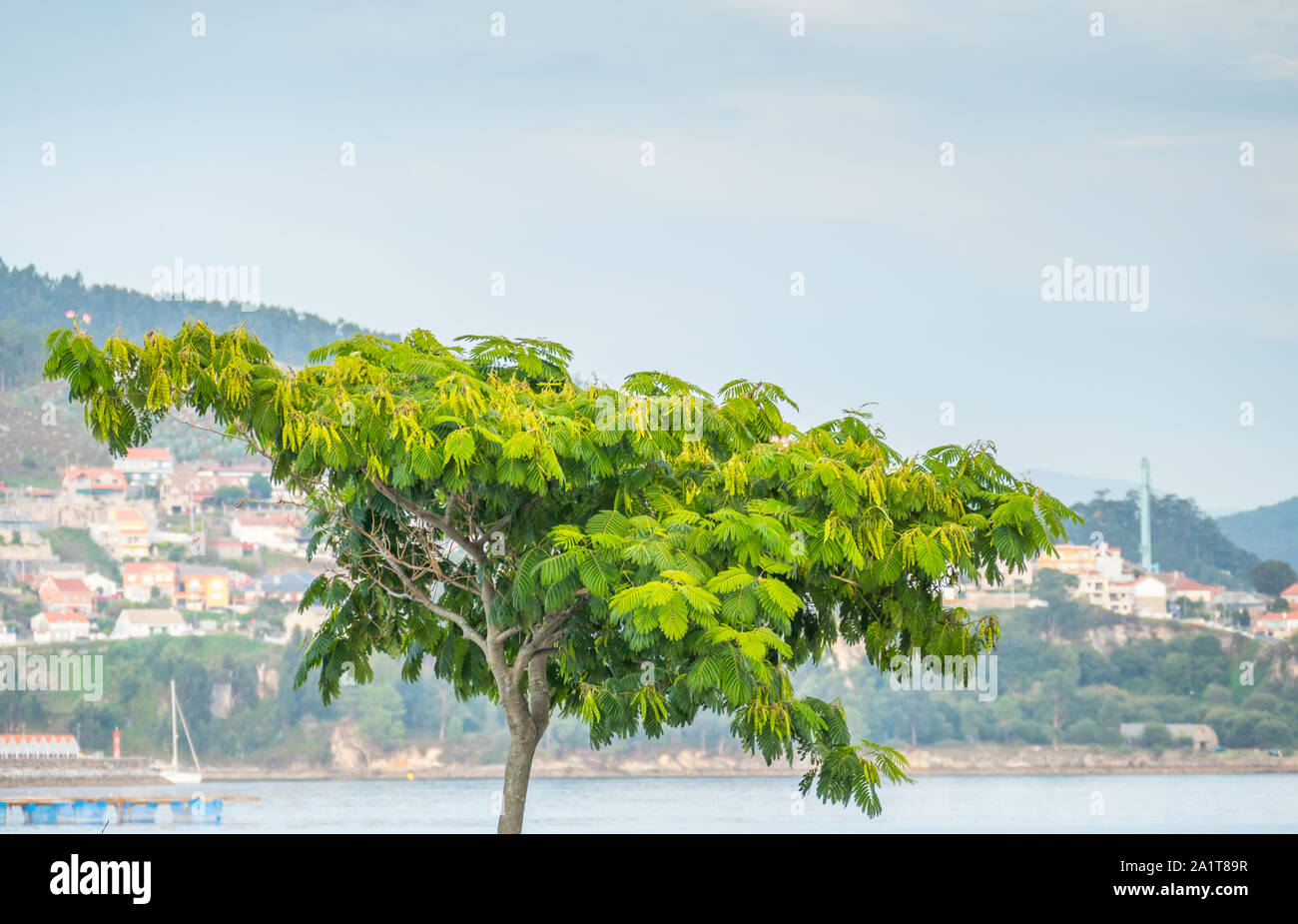 rain tree smanaea saman in a park Stock Photo