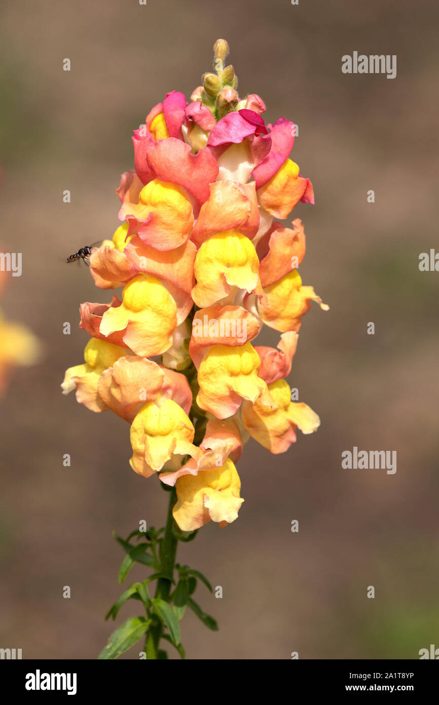 Snap Dragon flower with native bee Stock Photo