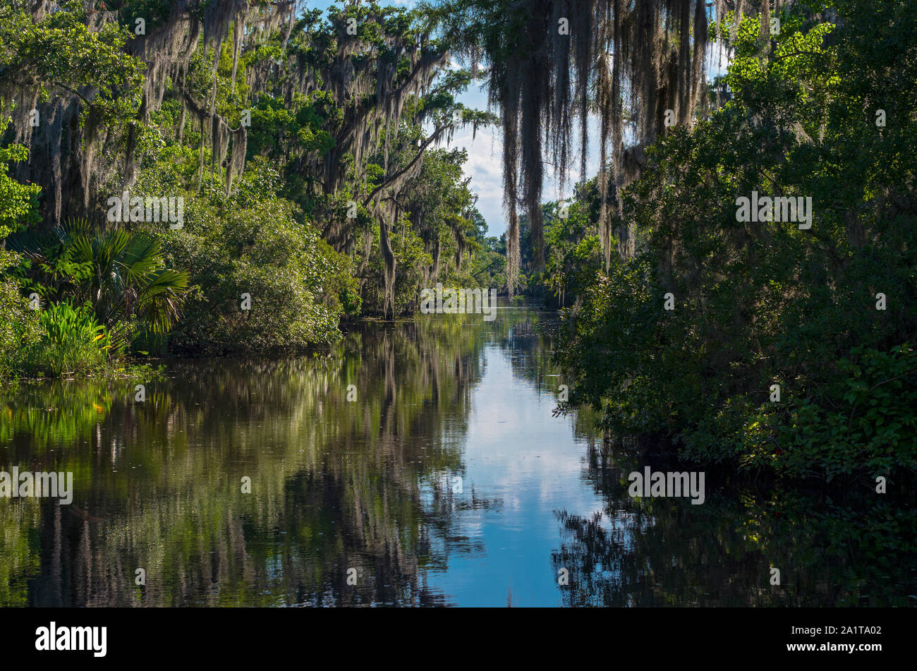 bayou of jean lafitte national park in mississippi river delta region