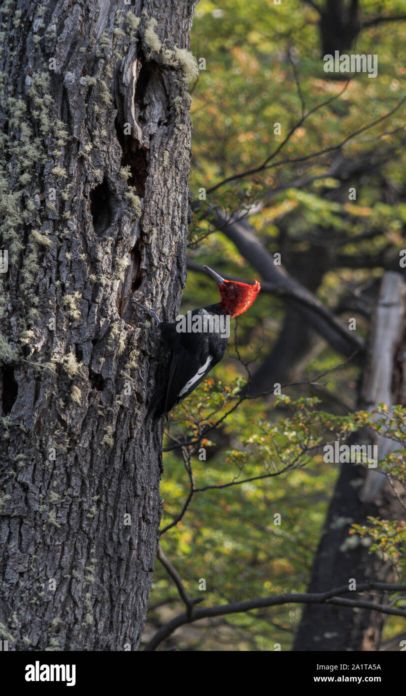 Magellanic Woodpecker Stock Photo