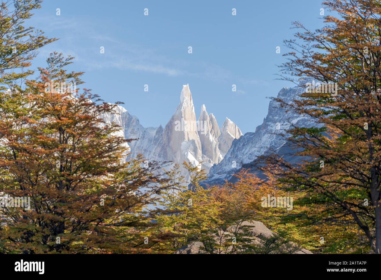 Cerro Torre framed by lenga trees during autumn. Stock Photo