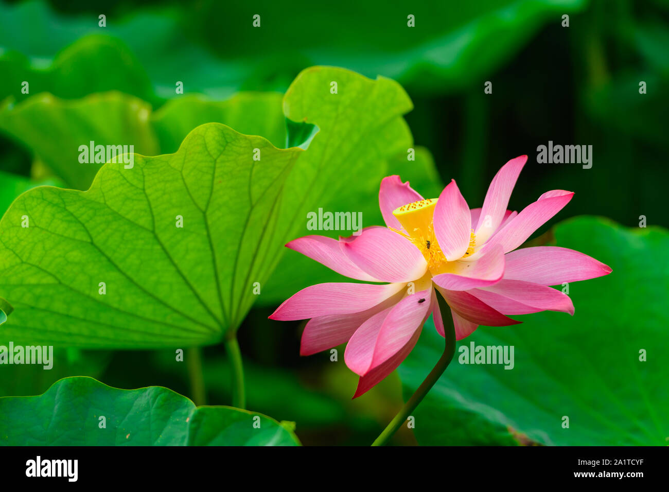 Beautiful lotus flower in full bloom, Japan Stock Photo Alamy