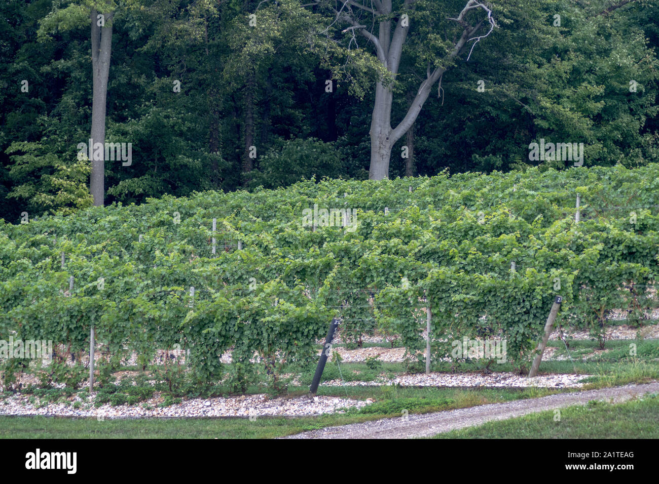 Rows of grapes grow along a hill side in south west Michigan, USA, producing wonderful fruit for