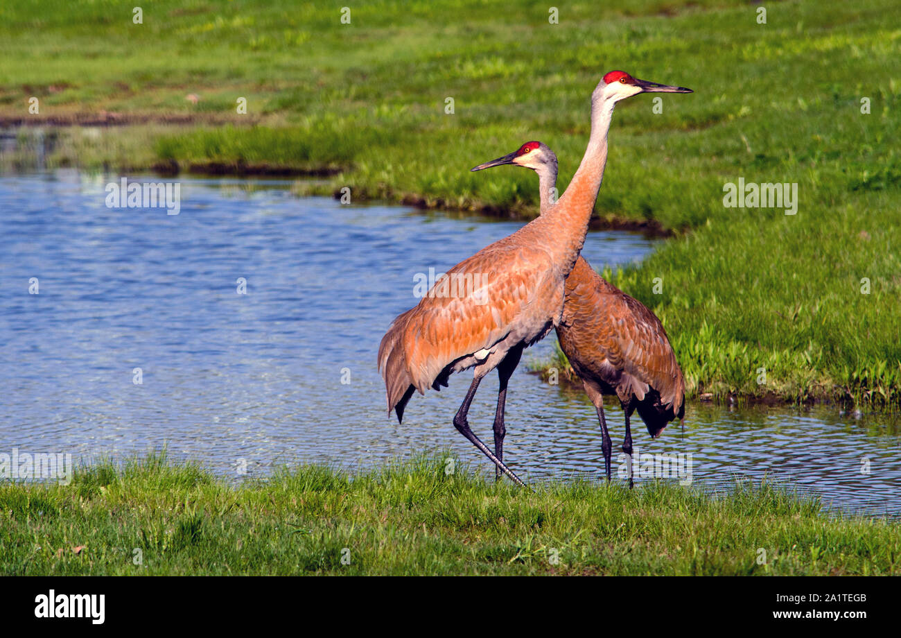 A beautiful pair of sand hill cranes stand at the edge of a small pond in southwest Michigan USA Stock Photo