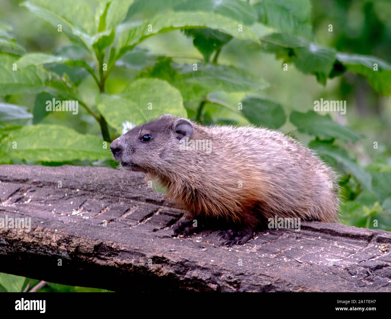 A young woodchuck standing on a log, is alerted by a noise close by in