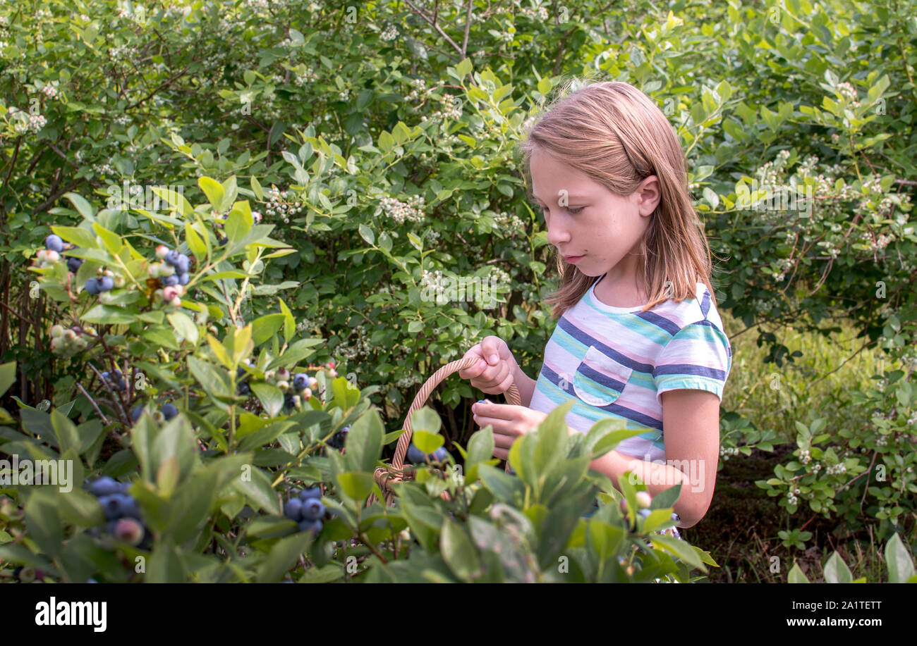 Michigan blueberries are ripening by the thousands, and this young lady