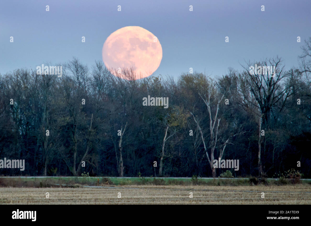 A full moon rises over a tree line and a just cut corn field, in rural