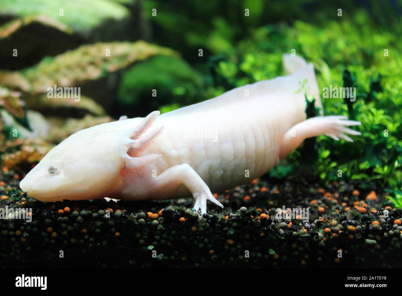 Axolotl High Resolution Stock Photography and Images Alamy